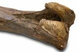 Fossil Hadrosaur (Edmontosaurus) Femur - Wyoming #379439-8